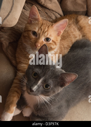 Deux mois, quatre chatons câlins dans une chaise ensemble Banque D'Images