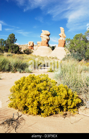 Jaune en fleurs Snakeweed ou Broomweed (Gutierrezia sarothrae) avec des hoodoos bizarres au loin, Devils Garden, Grand Staircase - Escalante NM Banque D'Images