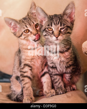 Deux chatons Banque D'Images