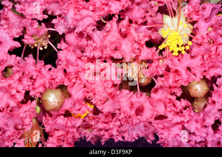 Fleurs de myrte de crêpe Banque D'Images