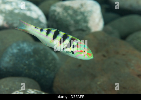 Sixbar Napoléon (Thalassoma hardwicke) sur un récif de coraux tropicaux à Bali, Indonésie. Banque D'Images