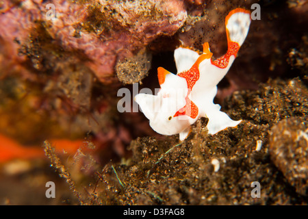 Poisson Grenouille verruqueux (Antennarius maculatus), juvénile, reposant sur un récif de coraux tropicaux à Bali, Indonésie. Banque D'Images