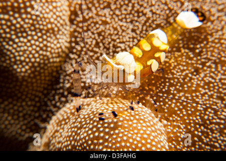 Queue de paon (crevette Periclimenes brevicarpalis Anémone) sur un récif de coraux tropicaux à Bali, Indonésie. Banque D'Images