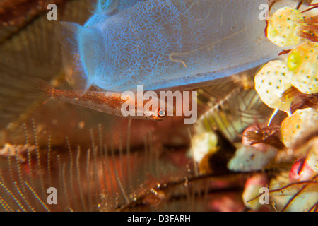 Grand Fouet Goby (Bryaninops grand) sur une éponge sur les récifs coralliens tropicaux à Bali, Indonésie. Banque D'Images