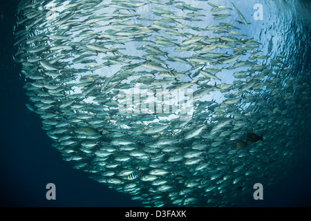 Black Jack (Caranx lugubris), grande école ou appât ball sur l'épave de Tulamben Liberty, Bali, Indonésie. Banque D'Images