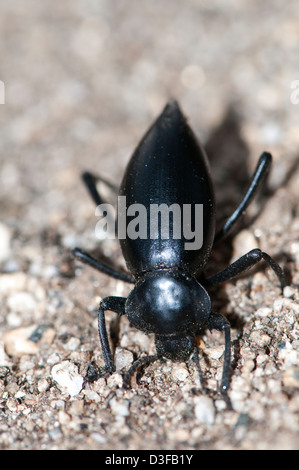 Pinacate beetle ou stink beetle, une espèce de darkling beetle dans le genre Eleodes Banque D'Images