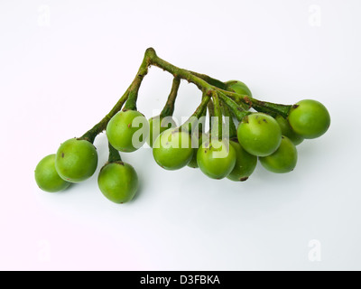 Aubergine, Solanum torvum pois , isolé sur fond blanc Banque D'Images