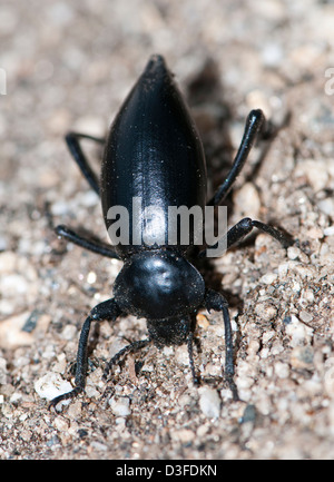 Pinacate beetle ou stink beetle, une espèce de darkling beetle dans le genre Eleodes Banque D'Images