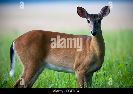 Une belle femme deer examine l'appareil photo Banque D'Images