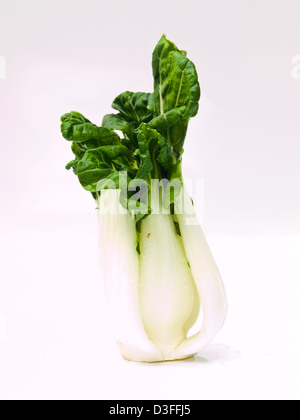 Des petits bok choy, Brassica rapa chinensis, isolé sur fond blanc Banque D'Images