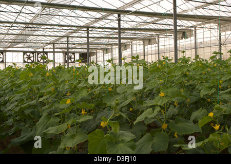 Les plants de tomates sous serre à l'intérieur de la fleur de la ferme biologique d'Abu Dhabi Banque D'Images
