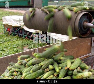 (Dpa) - Concombres sélectionnés par les ouvriers agricoles (à l'arrière-plan) sont transportés par un convoyeur d'une pile. sur un champ dans Golssen, Allemagne, 25 juin 2003. Banque D'Images