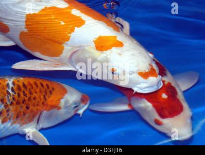 (Afp) - Un groupe de carpes Koï nagent dans un bassin pendant le salon professionnel international de l'Interkoi à Bielefeld, Allemagne, 21 juin 2003. La carpe commune est l'ancêtre de l'actuelle Koi. Koi de poissons rouges ne sont pas grandes, mais ils ont été développés par les Japonais il y a plus de 200 ans sous le nom de Nishikigoi. Ces magnifiques créatures vivent généralement dans les étangs du poisson somptueusement aménagé à l'extérieur. L Banque D'Images