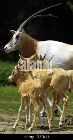 (Afp) - Trois petits scimitar-horned oryx veaux stick près de leur troupeau dans le parc animalier Berlin-Friedrichsfelde, Allemagne, 27 juin 2003. Le plus jeune, né il y a 10 jours et le plus ancien est l'âge de deux mois. Le scimitar-horned oryx est trouvé dans le désert de la région de l'Afrique semi-désertiques connus sous le nom de "la grande steppe". Ce domaine est une bande de prairies arides s'étendant du Sénégal à l'EC Banque D'Images