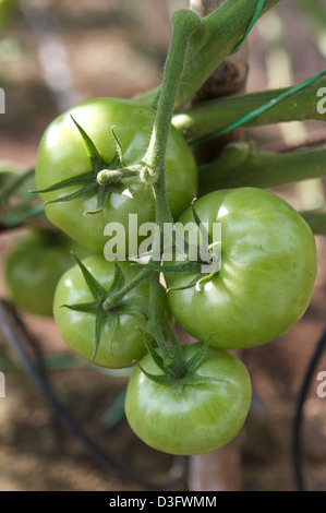 Les tomates vertes poussant dans la serre de la ferme biologique d'Abu Dhabi Banque D'Images