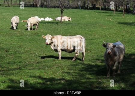 Vaches blanches sur le champ vert du ranch tchèque Banque D'Images