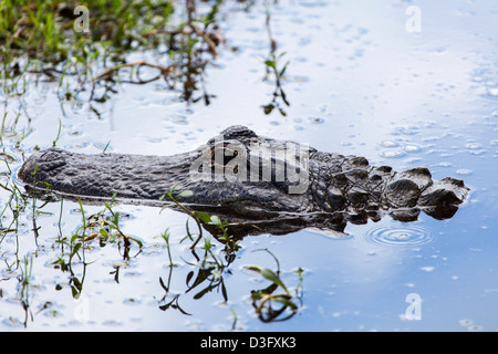 Un Alligator Alligator mississippiensis) (dans les Everglades, Florida, USA Banque D'Images