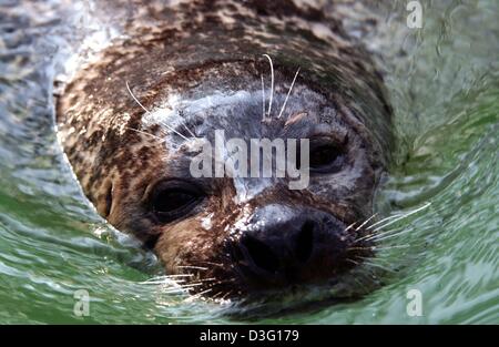 (Afp) - le lion de mer a repéré le photographe et bâtons son nez attend avec impatience une traiter dans le zoo de Duisburg, Allemagne, le 27 mars 2003. Banque D'Images