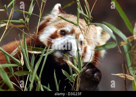 (Afp) - Un panda rouge se nourrit de pousses de bambou dans le zoo Hellabrunn de Munich, Allemagne, 17 mars 2003. Le nom vient de 'panda Nigalya ponya' qui est népalais et signifie mangeur de bambou. Le panda rouge ou moins se trouve dans les forêts tempérées de feuillus dans les montagnes de l'Himalaya dans les pays du Népal, le Bhoutan, le Tibet, la Birmanie, et le Sichuan et Yunnan. Ils vivent à une altitude de Banque D'Images