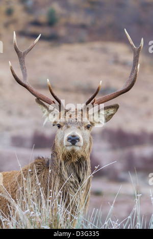 Taille adulte Red Deer stag en Glen Etive dans les Highlands, Ecosse Banque D'Images