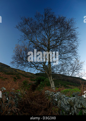 Lone Tree Louth Irlande Carlingford Co. Banque D'Images