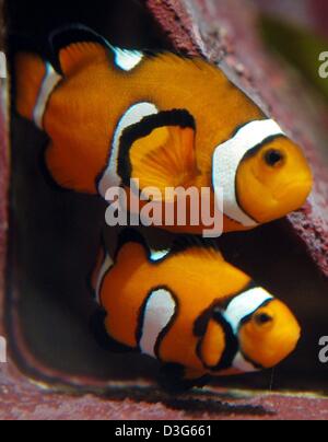 (Afp) - Deux poissons clowns nager dans un aquarium au zoo de Francfort-sur-Main, Allemagne, 18 novembre 2003. Selon les bulletins de nouvelles le film d'animation 'Finding Nemo' a provoqué une véritable ruée sur les poissons clowns dans le sud de l'état insulaire du Pacifique de Vanuatu. Le film traite avec les aventures d'un poissons clowns sur la recherche de son fils perdu. 'Le monde de Nemo' a été produit par Pixar Animation S Banque D'Images