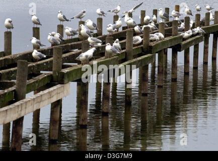 (Afp) - un grand groupe de mouettes s'asseoir et se reposer sur la jetée en bois à l'Steinhuder Meer, terres humides, près de Hanovre, Allemagne, 31 octobre 2003. Les oiseaux se sentent plutôt non perturbée par les passants et excursionnistes et aller de l'avant avec leurs affaires à des températures automnales. Banque D'Images