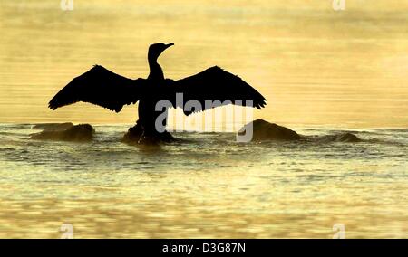 (Afp) - Un cormoran est assis sur une pierre et s'étend ses ailes afin d'entre eux deux sèches au début de l'aube sur le Rhin près de Altlussheim, Allemagne, 24 octobre 2003. Banque D'Images