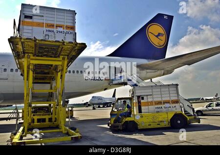 (Afp) - Un Boeing 747 cargo de la compagnie aérienne allemande Lufthansa est en cours de chargement à l'aéroport de Francfort, Allemagne, 21 août 2000. La demande semble avoir remis de l'effondrement suite aux attentats du 11 septembre 2001, la guerre en Irak et le virus du SRAS. Les experts sont l'estimation des taux d'augmentation entre cinq et six pour cent. Cela s'applique principalement à la circulation de marchandises entre Banque D'Images