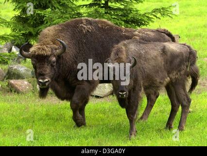 (Afp) - Deux wisents explorer leur nouveau boîtier d'extérieur à la nature et Wildlife park dans Praetenow sur l'île d'Usedom, Allemagne, 28 juin 2004. Le bison d'Europe avaient été perdus dans la nature entièrement dans les années 1920 et seulement 48 personnes ont survécu dans des zoos européens. Les réintroductions de forêts en Europe de l'Est ont été extrêmement positives et l'ensemble de la population aujourd'hui, c'est rough Banque D'Images