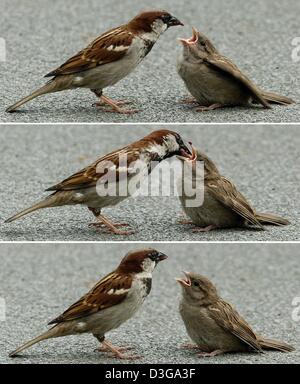 (Afp) - l'image montre le combo père sparrow nourrissant ses petits avec une cerise à Francfort-sur-Main, Allemagne, 4 juillet 2004. Banque D'Images