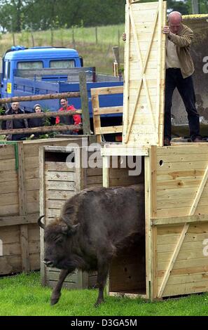 (Afp) - Un wisents pas hors d'un conteneur de transport en bois à l'extérieur à nouveau la nature et Wildlife park dans Praetenow sur l'île d'Usedom, Allemagne, 28 juin 2004. Le bison d'Europe avaient été perdus dans la nature entièrement dans les années 1920 et seulement 48 personnes ont survécu dans des zoos européens. Les réintroductions de forêts en Europe de l'Est ont été extrêmement positives et t Banque D'Images