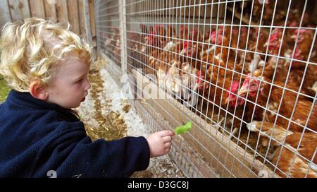 (Afp) - un petit garçon offre une feuille verte au poulet dans une étable dans une ferme de l'Hirschzell, le sud de l'Allemagne, 2 octobre 2004. En particulier les familles avec petits enfants aiment passer leurs vacances dans une ferme où les enfants peuvent participer à tous les jours. Banque D'Images