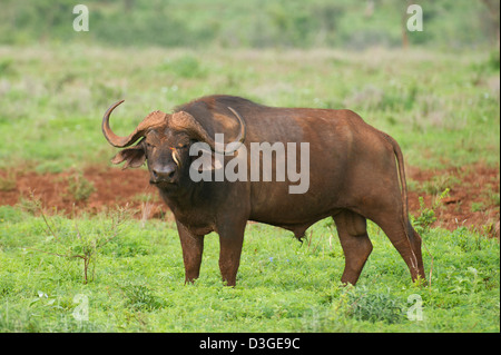 Buffalo (Syncerus caffer caffer) avec oxpecker, Meru National Park, Kenya Banque D'Images