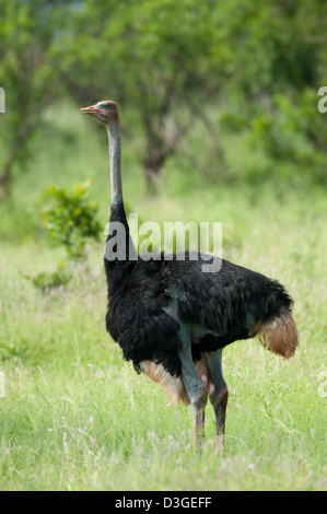 L'autruche de Somalie (Struthio camelus molybdophanes), le Parc National de Meru, au Kenya Banque D'Images