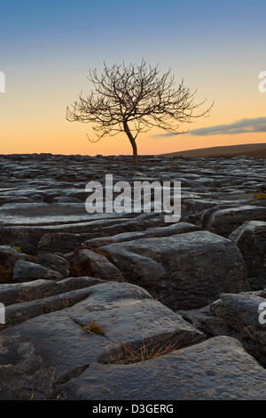 Silhouette d'arbre balayées par le seul rescapé de l'hiver sur les lapiez à Southerscales cicatrice dans le Yorkshire Dales Banque D'Images