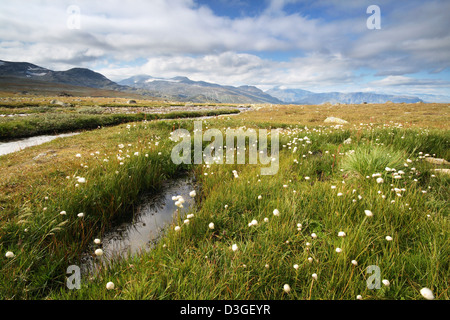 Paysage norvégien - petite herbe coton sur le bord d'une rivière avec de belles montagnes en arrière-plan Banque D'Images