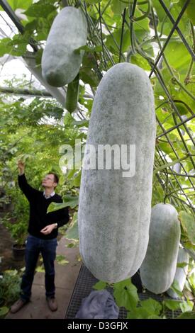 (Afp) - Une cire mûrs presque gourd, un légume tropical, se bloque dans une serre au jardin botanique de l'Université de Mainz, Allemagne, 26 août 2004. Le potiron-like a vigne annuel, sillonnée d'une épaisseur de poils rudes avec tiges, vrilles, et quelque peu triangulaire, irrégulièrement lobées feuilles jusqu'à 10 pouces de long. Les fleurs sont jaune d'or, 21 à 31 2¿¿2 pouces de large. Les fleurs femelles sont b Banque D'Images