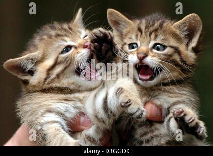 (Afp) - Deux 5 semaines (wildcats Felis silvestris) montrer leurs dents au parc animalier Wildpark Eekholt dans Grossenaspe, Allemagne, 1 septembre 2004. Les deux animaux vives font partie d'un six la litière pour chat. Le Wildcat est sur la liste des espèces en voie de disparition et est un des derniers chats de proies dans l'Europe. Lorsque le petit les chats ont grandi ils seront libérés dans la forêt de Bavière. Banque D'Images