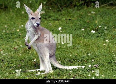 Afp Bebe Kangourou Alice Springs Leche Le Bras Inferieur De Sa Mere De Famille Humaine A L Rohr Heidrun Parc Animalier Hagenbeck A Hambourg Allemagne Le Jeudi 22 Juillet 04 Alice Est