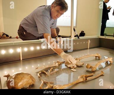 (Afp) - L'anthropologue américain Fred Smith s'adapte à un fragment d'os du bassin à un squelette de Neandertal à Bonn, Allemagne, 15 juillet 2004. L'os a été découvert en 2000 et fait partie d'un casse-tête scientifique pour reconstruire le squelette complet d'un homme de Neandertal. Une équipe de chercheurs allemands et américains ont été en mesure de mettre en place quatre autres pièces à l'ancien squelette qui a été trouvé près de Duesseldorf Banque D'Images