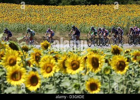 (Afp) - Le peloton traverse un champ de tournesol au cours de la 15e étape du 91e Tour de France cycliste à Villard-de-Lans, France, le 20 juillet 2004. Lance Armstrong a remporté l'étape longue de 180,5 km Valreas à Villard-de-Lans pour réclamer sa deuxième victoire d'étape du Tour 2004. Armstrong a aussi demandé le maillot jaune de l'ensemble de la leader. Banque D'Images