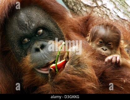 (Afp) - 'Toba', une femelle orang-outan, détient sa petite progéniture (R) dans ses bras au parc animalier Hagenbeck à Hambourg, Allemagne, 15 juillet 2004. Toba a donné naissance à son bébé, le 07 juin 2004 mais son sexe n'a pas pu encore être identifiés en raison de la vigilance de la mère. Les orangs-outans sont les seuls primates qui ne vivent pas en Afrique. Selon les experts, il y a seulement autour de 14 000 animaux le Banque D'Images