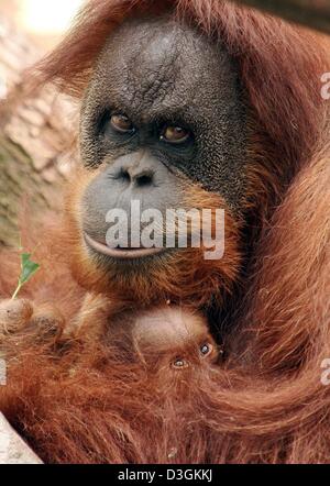 (Afp) - 'Toba', une femelle orang-outan, détient sa petite progéniture (R) dans ses bras au parc animalier Hagenbeck à Hambourg, Allemagne, 15 juillet 2004. Toba a donné naissance à son bébé, le 07 juin 2004 mais son sexe n'a pas pu encore être identifiés en raison de la vigilance de la mère. Les orangs-outans sont les seuls primates qui ne vivent pas en Afrique. Selon les experts, il y a seulement autour de 14 000 animaux le Banque D'Images