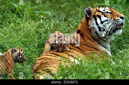 (Afp) - Deux six semaines bébés tigre de Sibérie (L) ramper autour de leur mère 'Leila' au parc animalier Hellabrunn de Munich, Allemagne, 09 juillet 2004. Le Siber est le plus grand chat de proie au monde qui peut peser jusqu'à 250 kilogramms. Leur jung restent généralement jusqu'à deux ans avec la mère afin d'apprendre les rudiments de la chasse. Banque D'Images