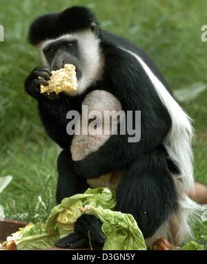 (Afp) - Une semaine sur deux vieux singe Colobus bébé avec une fourrure blanche détient sur sa mère au cours de la présentation officielle au parc Serengeti en Hodenhagen, Allemagne, 16 juin 2004. L'élevage des singes colobus noir et blanc a commencé il y a sept ans au parc animalier. La progéniture va changer à la fourrure noir et blanc ordinaire lorsqu'il est sur 10 mois qui est Banque D'Images