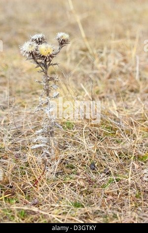 Espèces en danger - très rare plant - carline acaule Carlina vulgaris Thistle flower ( ) Banque D'Images