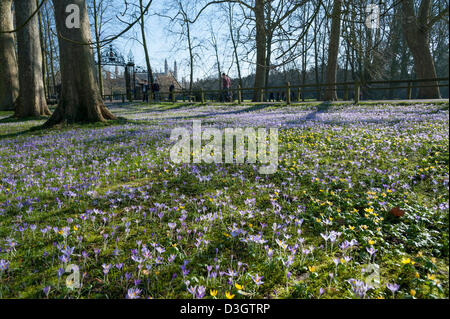 Cambridge, UK. 19 février 2013. Les crocus fleurissent dans un affichage spectaculaire derrière Trinity College Cambridge UK 19 février 2013. Une magnifique journée de beau temps apporté les fleurs à leur sommet aujourd'hui, dans une région appelée le dos derrière certaines des célèbres collèges de l'université. Une vague de froid devrait revenir plus tard cette semaine. Credit : Julian Eales / Alamy Live News Banque D'Images