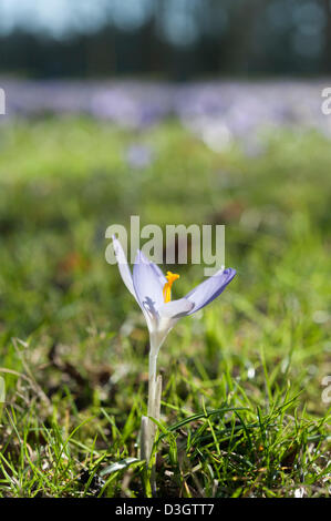 Cambridge, UK. 19 février 2013. Les crocus fleurissent dans un affichage spectaculaire derrière Trinity College Cambridge UK 19 février 2013. Une magnifique journée de beau temps apporté les fleurs à leur sommet aujourd'hui, dans une région appelée le dos derrière certaines des célèbres collèges de l'université. Une vague de froid devrait revenir plus tard cette semaine. Credit : Julian Eales / Alamy Live News Banque D'Images