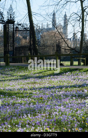 Cambridge, UK. 19 février 2013. Les crocus fleurissent dans un affichage spectaculaire derrière Trinity College Cambridge UK 19 février 2013. Une magnifique journée de beau temps apporté les fleurs à leur sommet aujourd'hui, dans une région appelée le dos derrière certaines des célèbres collèges de l'université. Une vague de froid devrait revenir plus tard cette semaine. Credit : Julian Eales / Alamy Live News Banque D'Images